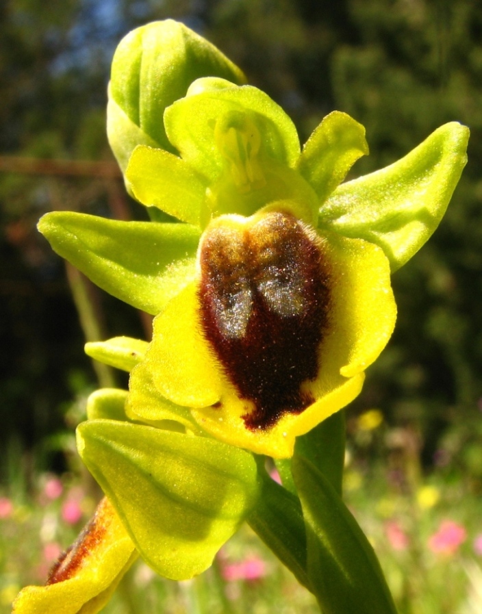 Ophrys e Orchis vicino a  Palazzolo